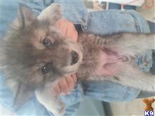 5 female sold available Wolf Dog puppy located in DALTON